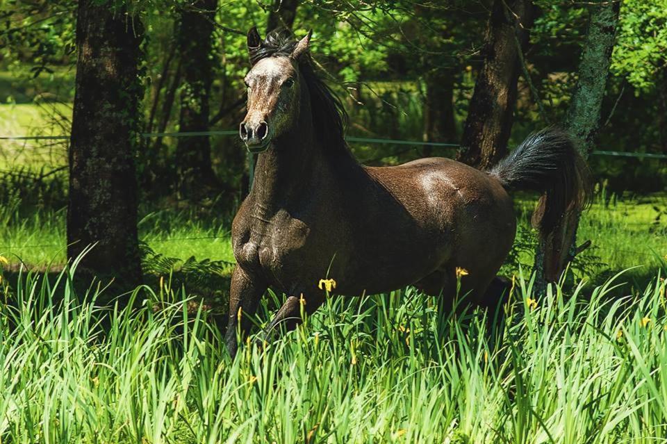 Saint-Paul-en-Born Le Ranch Amadeus Bed & Breakfast エクステリア 写真