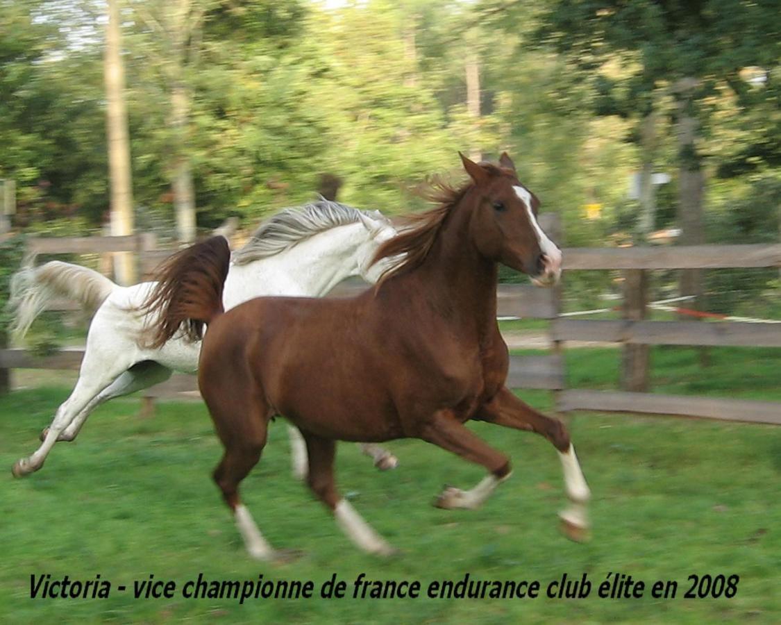 Saint-Paul-en-Born Le Ranch Amadeus Bed & Breakfast エクステリア 写真