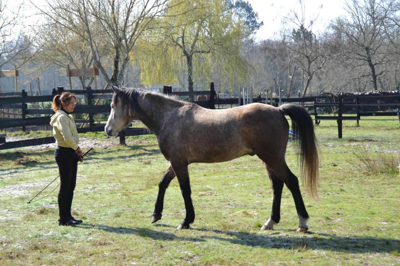 Saint-Paul-en-Born Le Ranch Amadeus Bed & Breakfast エクステリア 写真