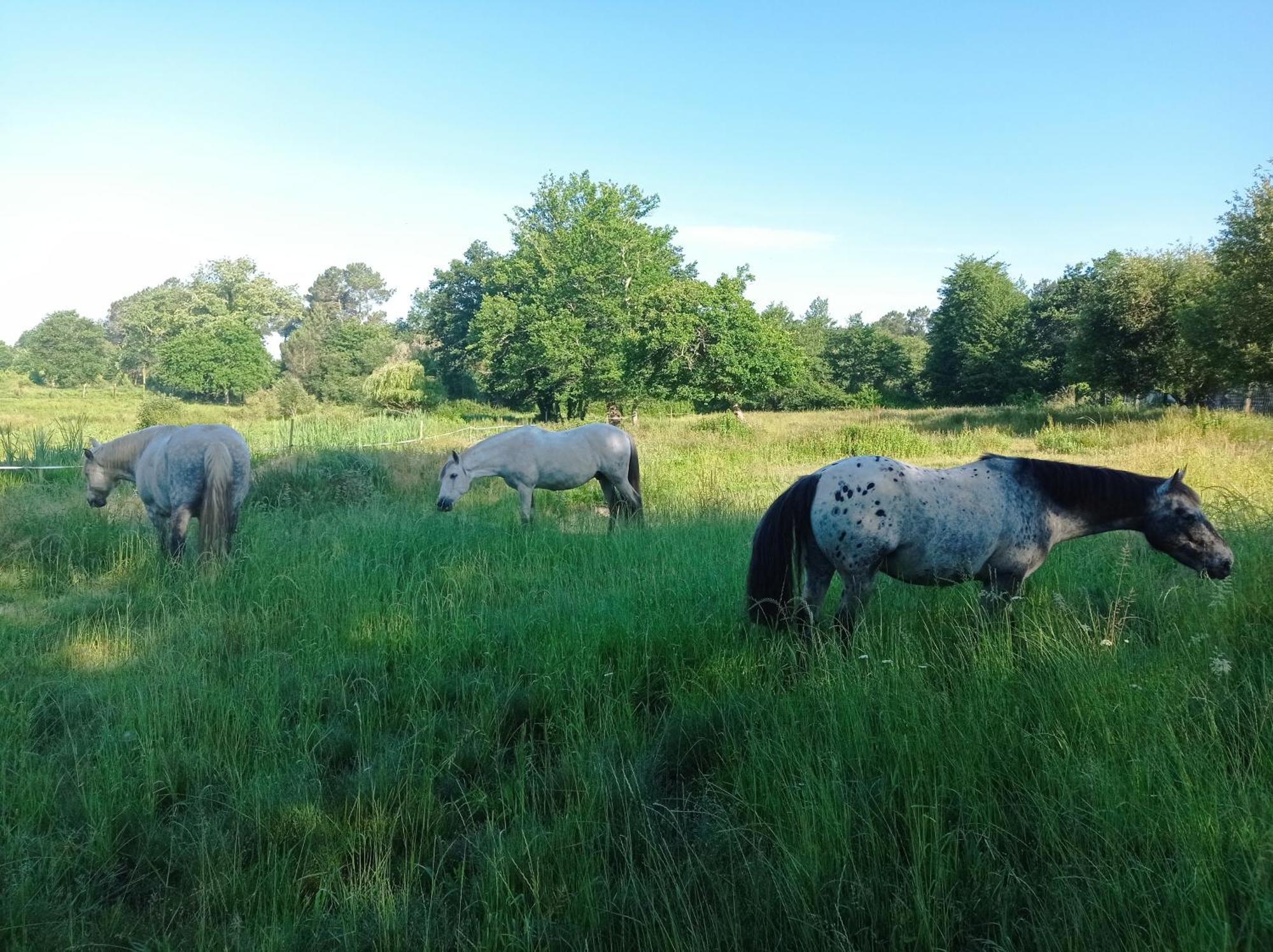 Saint-Paul-en-Born Le Ranch Amadeus Bed & Breakfast エクステリア 写真