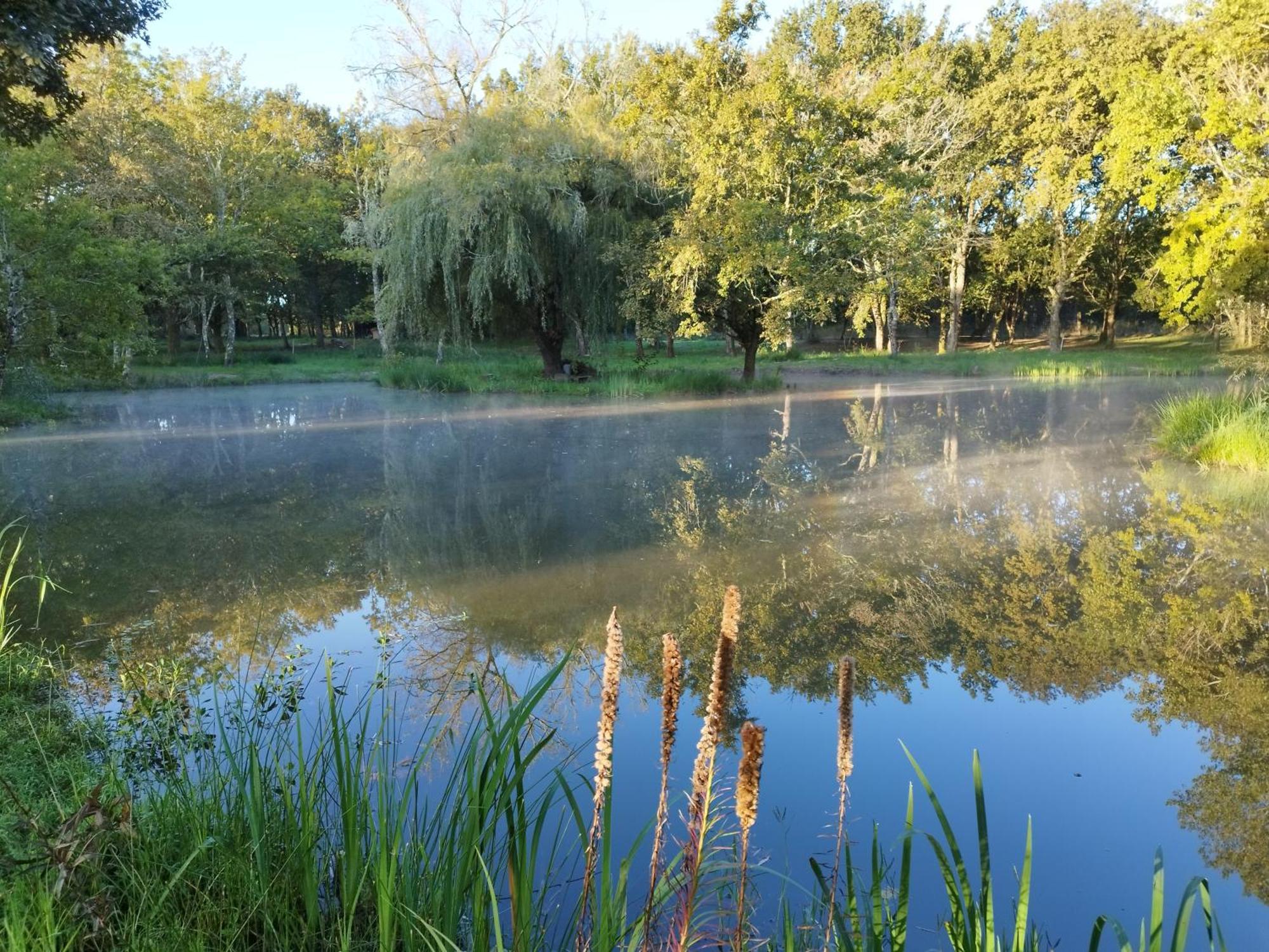 Saint-Paul-en-Born Le Ranch Amadeus Bed & Breakfast エクステリア 写真