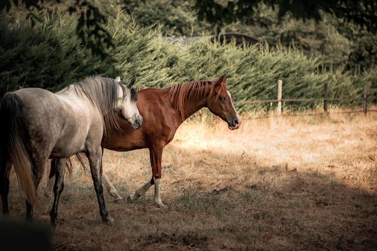 Saint-Paul-en-Born Le Ranch Amadeus Bed & Breakfast エクステリア 写真