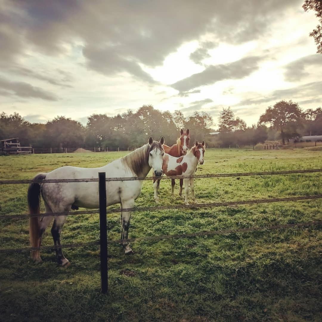 Saint-Paul-en-Born Le Ranch Amadeus Bed & Breakfast エクステリア 写真